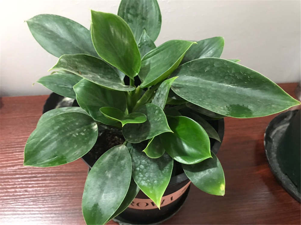 金钻的养殖方法和注意事项 - 花百科