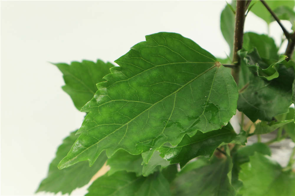 扶桑的功效与作用