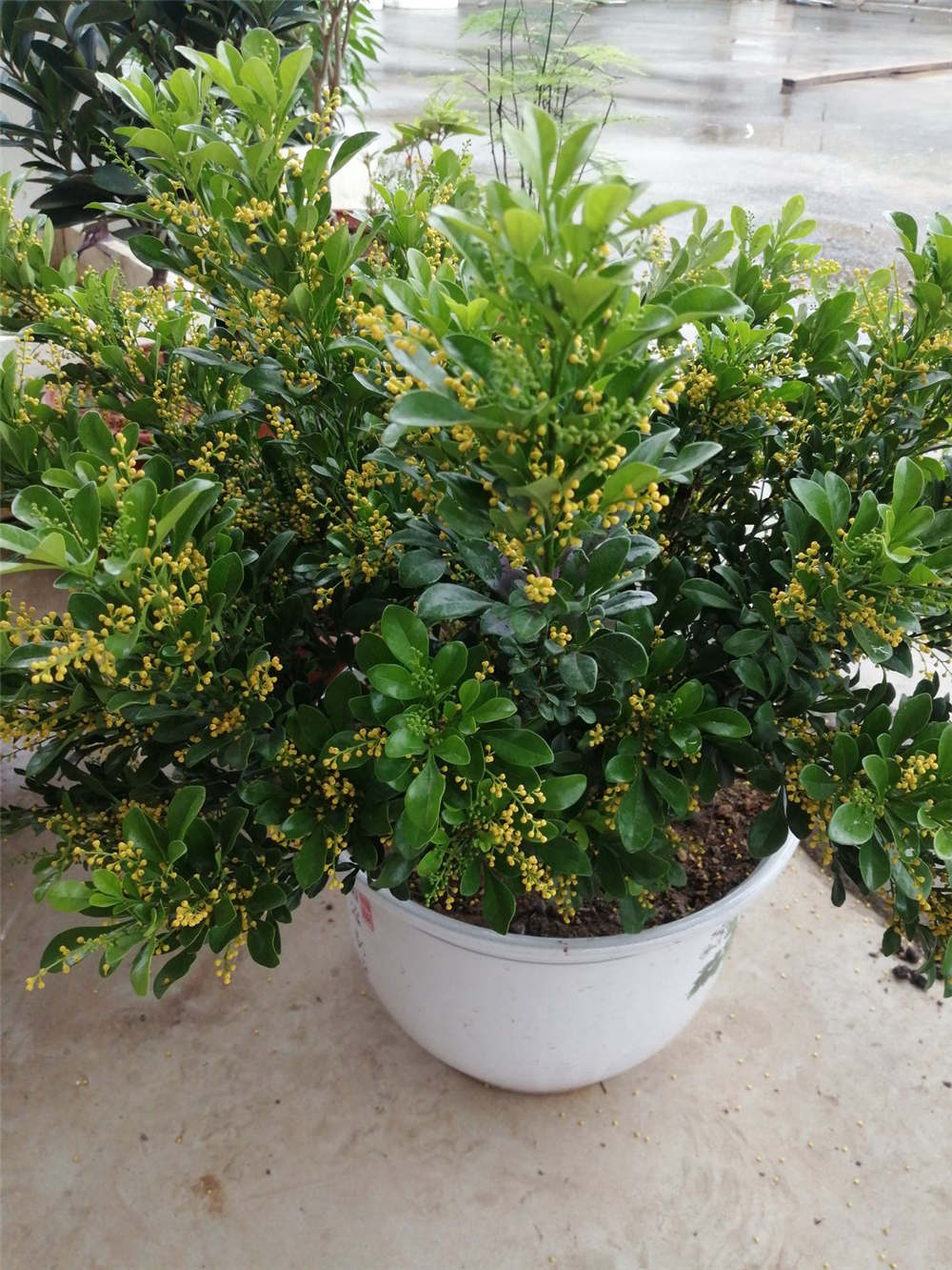 米兰怎么养 - 花百科