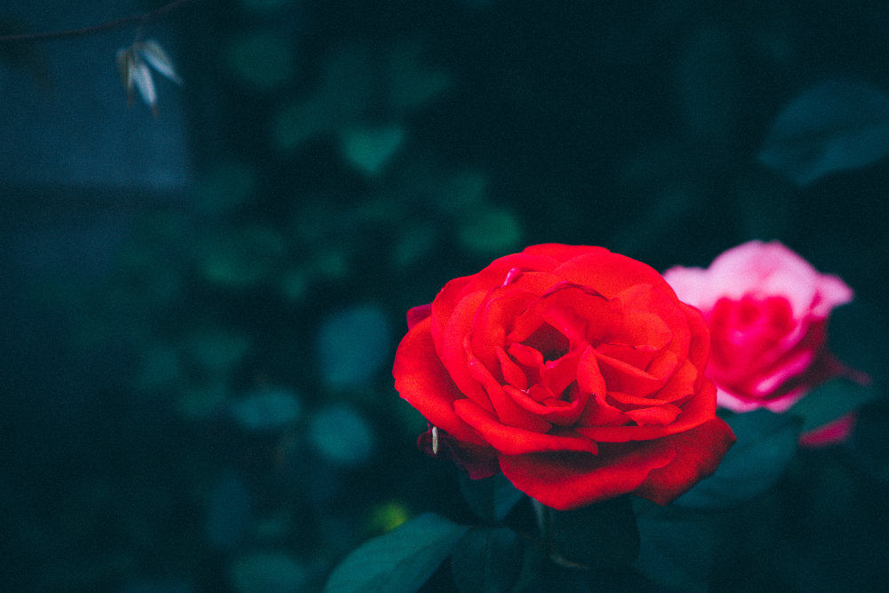 玫瑰不开花怎么处理