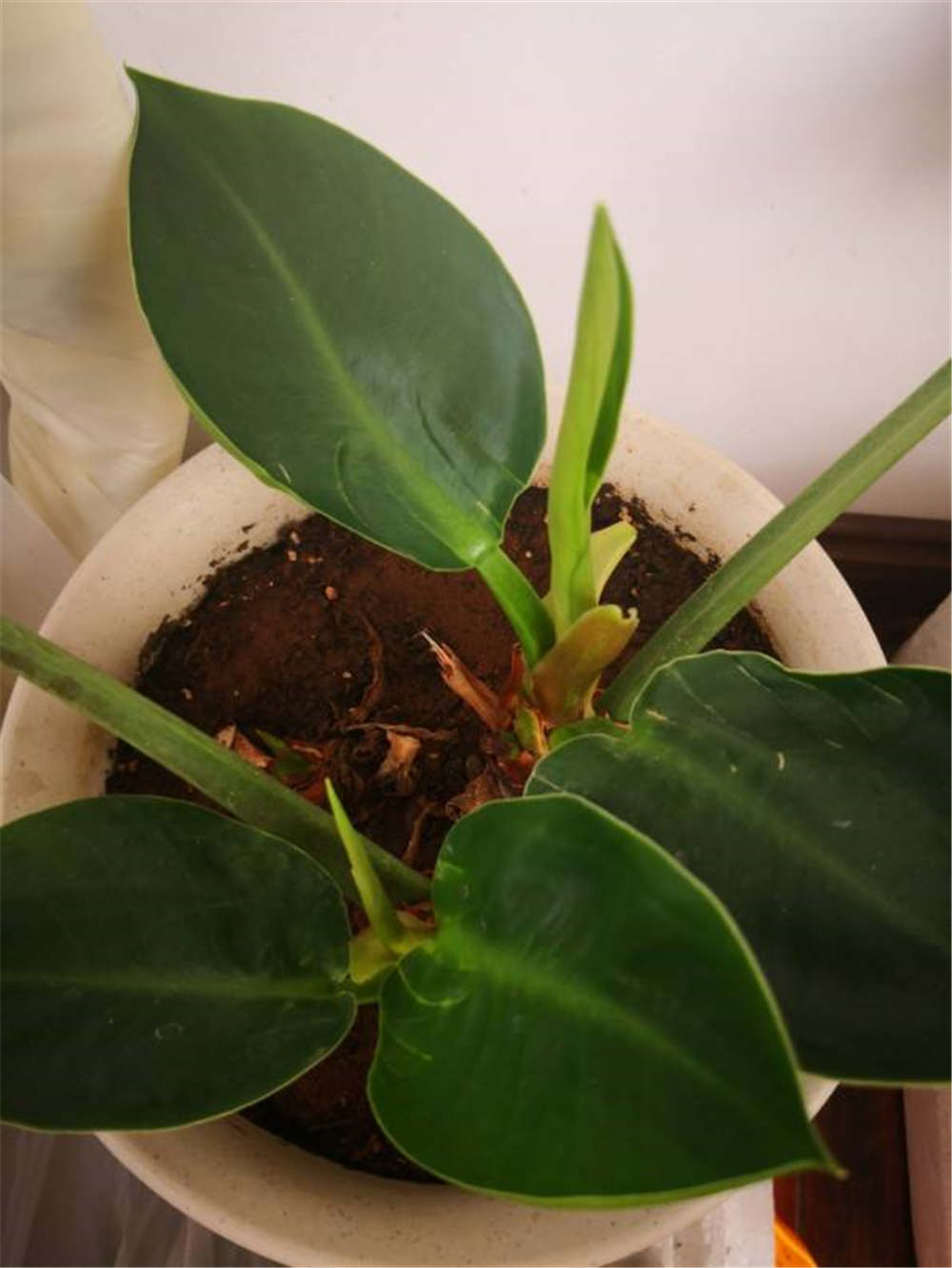 金钻烂根怎么办