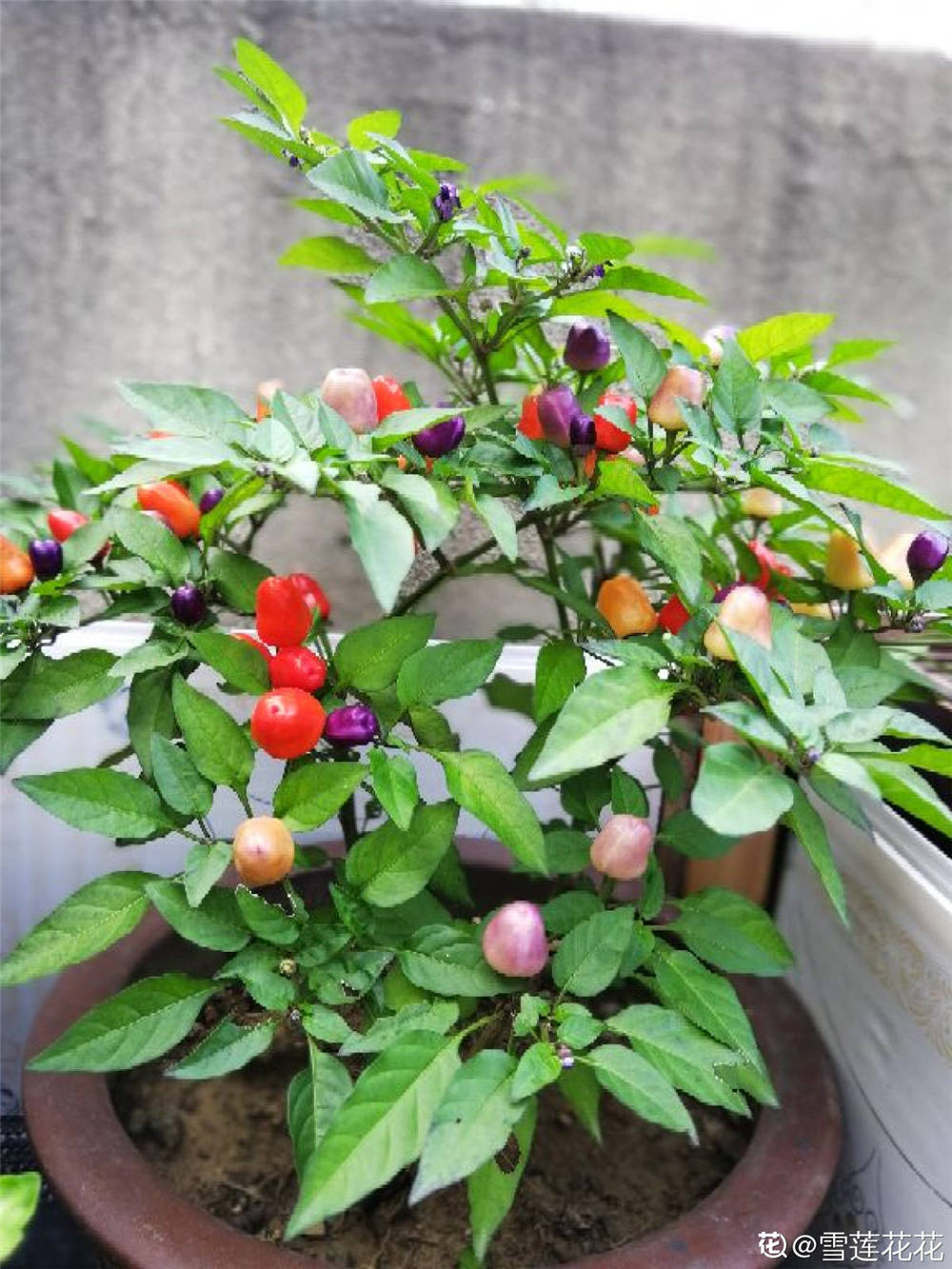 五彩椒的养殖方法