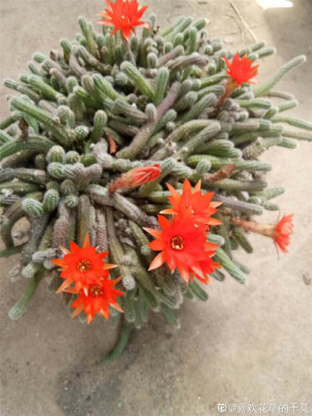 仙人棒如何养殖