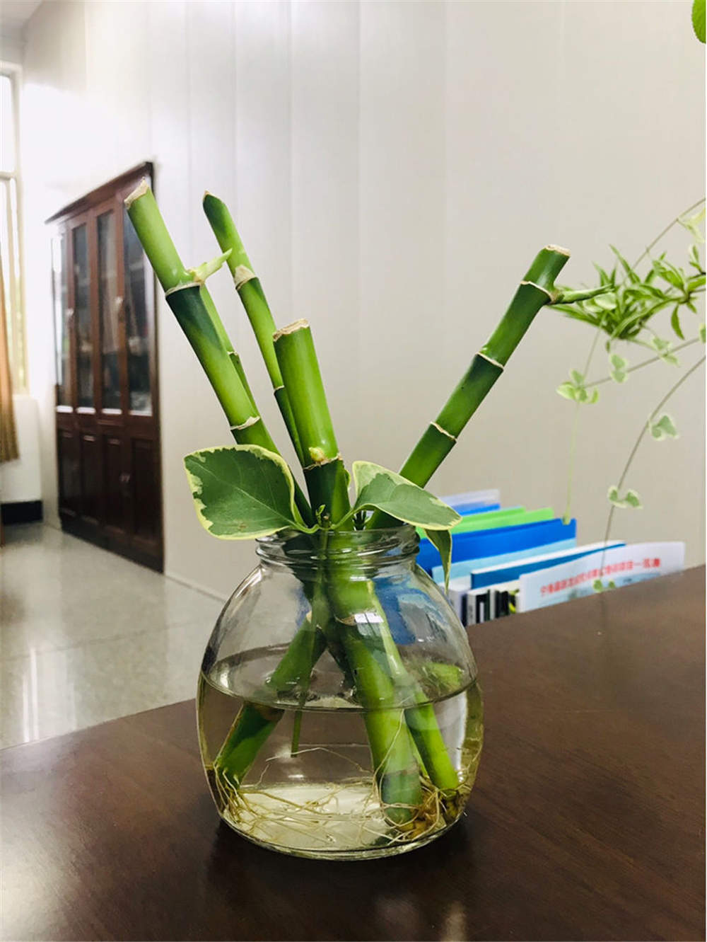 新买的富贵竹如何水养殖