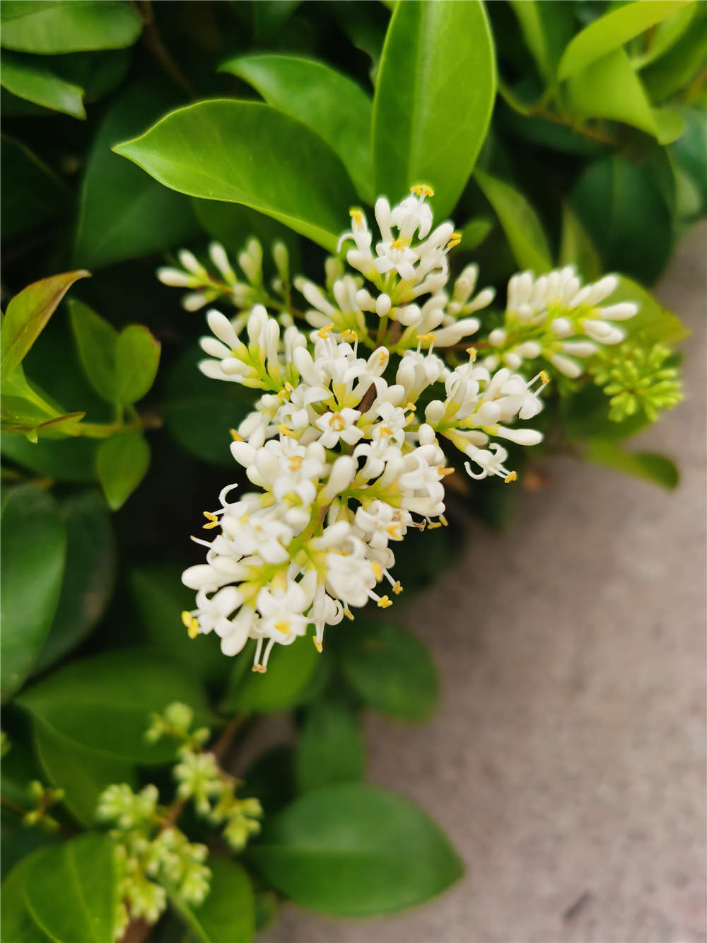 大叶女贞的养殖方法