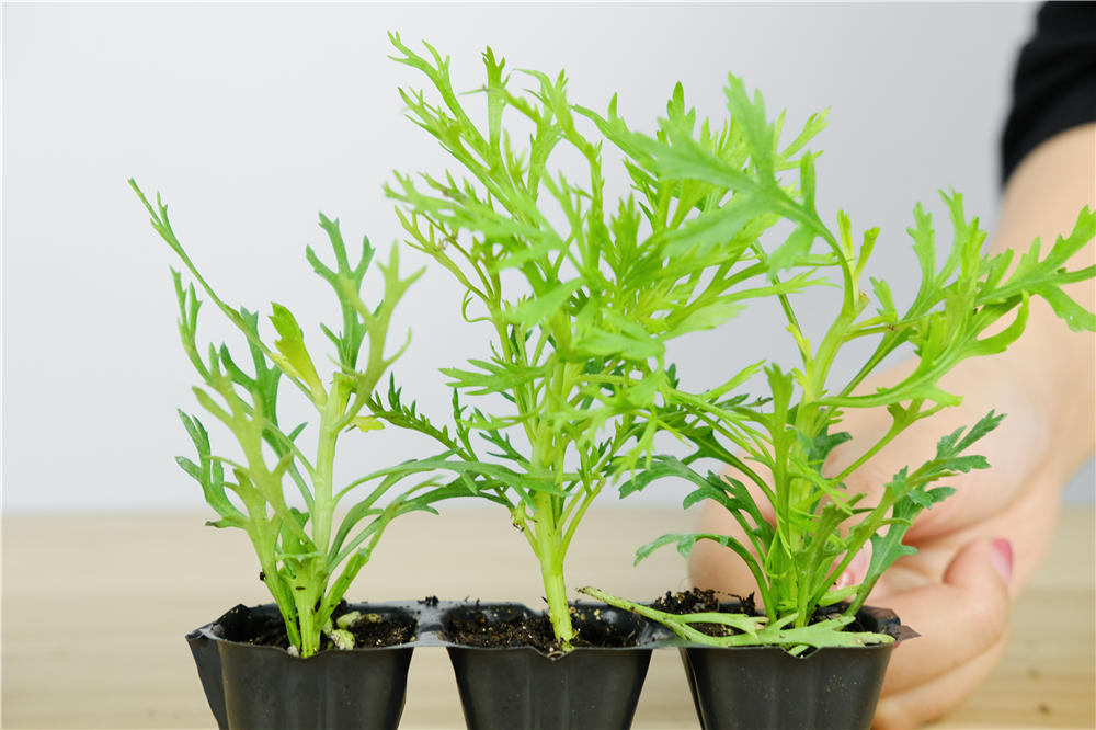 玛格丽特花