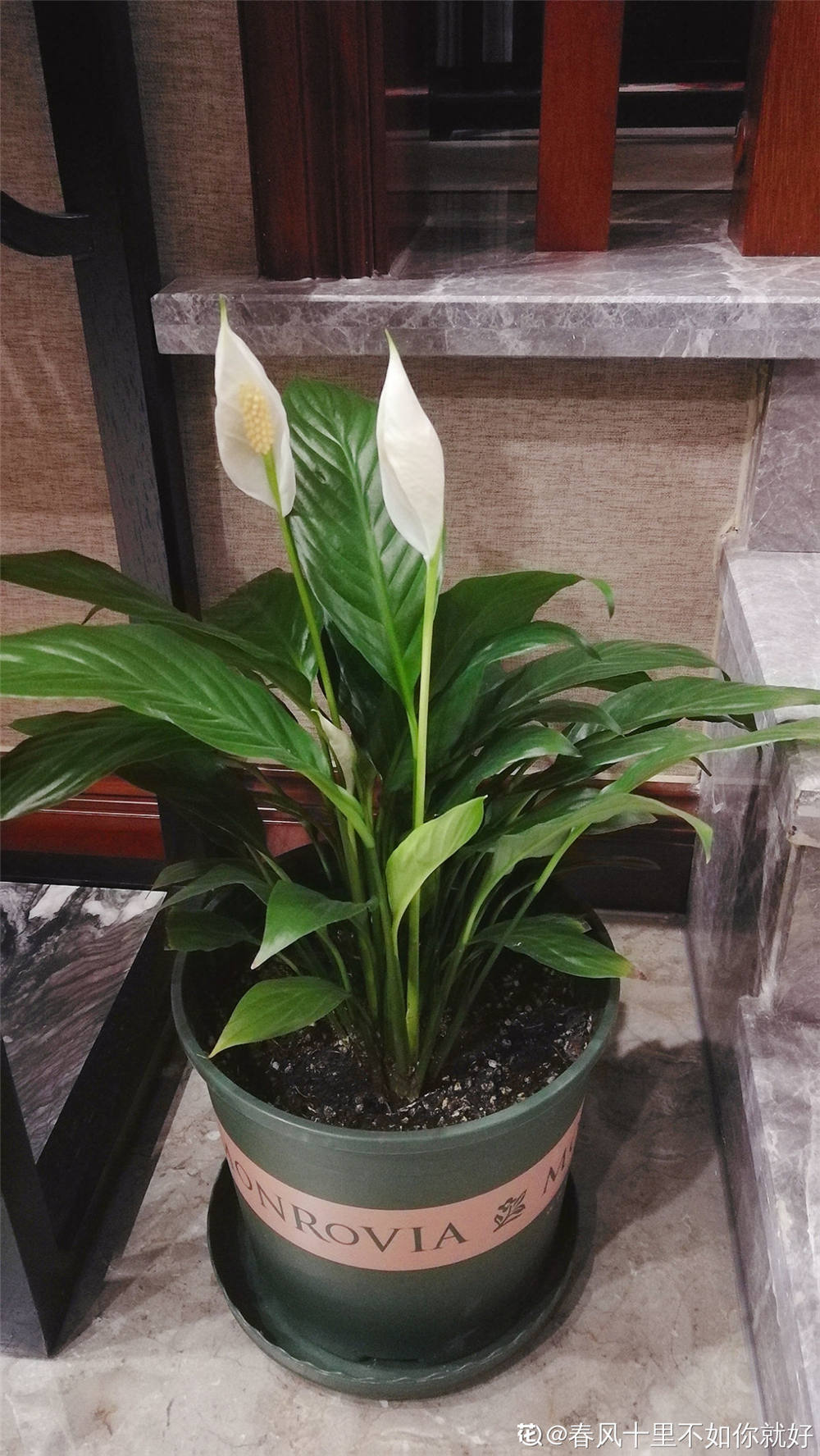 一帆风顺花的摆放禁忌