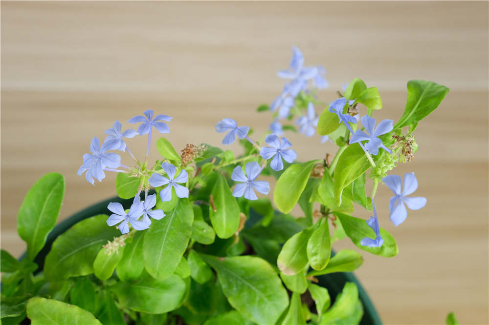 世界上花语最冷漠的花有桔梗花欧石楠绣球花和紫藤花桔梗花的花语是指