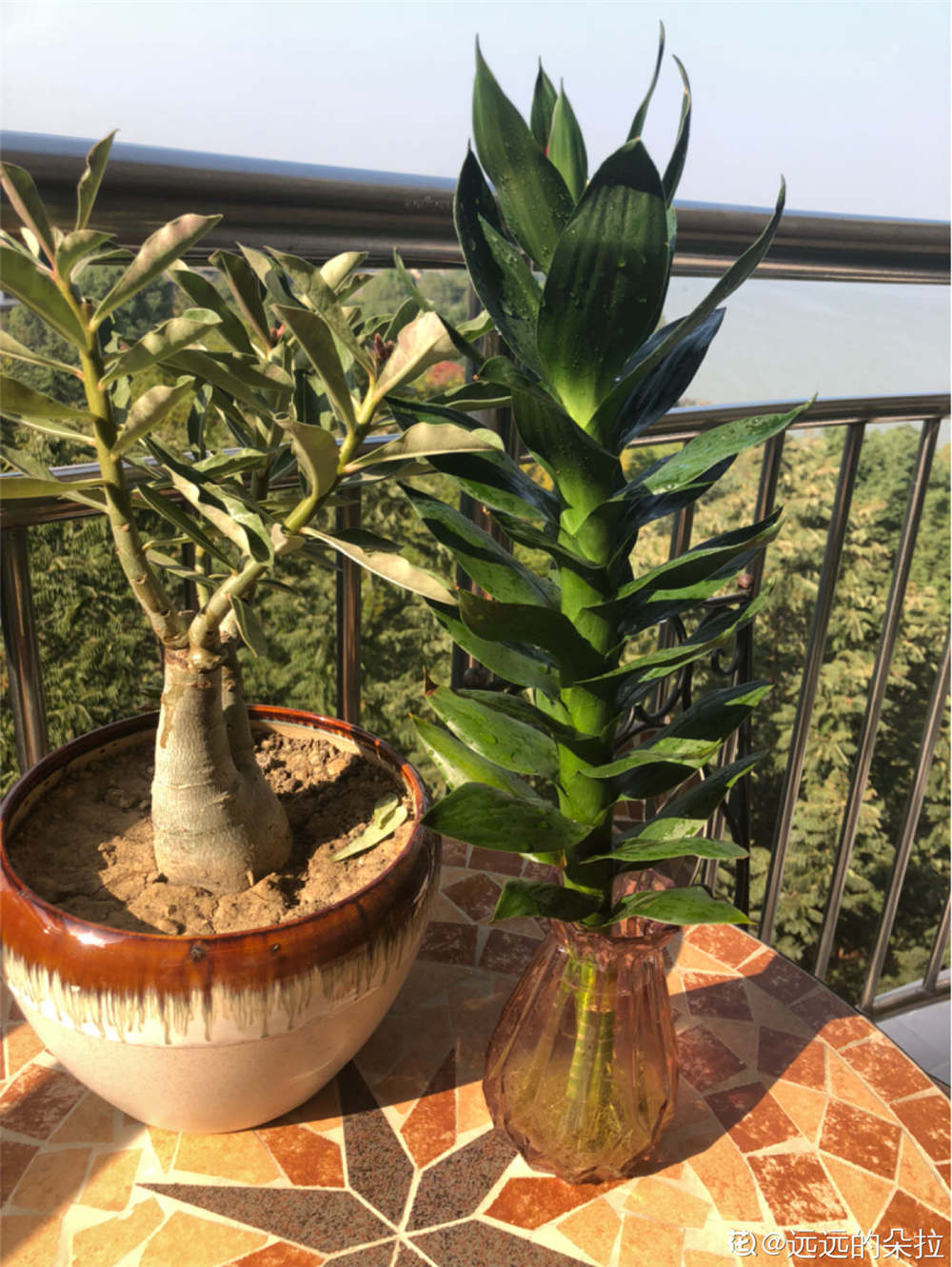 观音竹如何养殖才能长得好