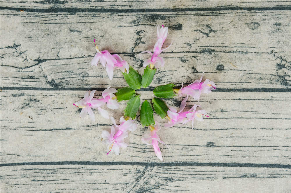 蟹爪兰不开花的原因