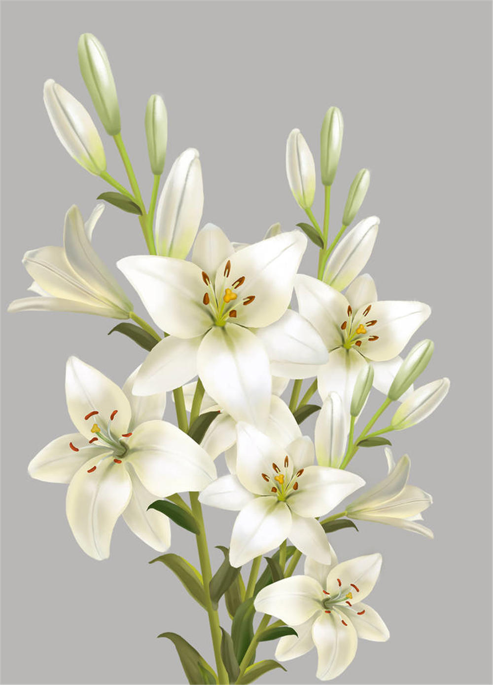 香水百合一年开几次花 香水百合一年开几次花 丹若网