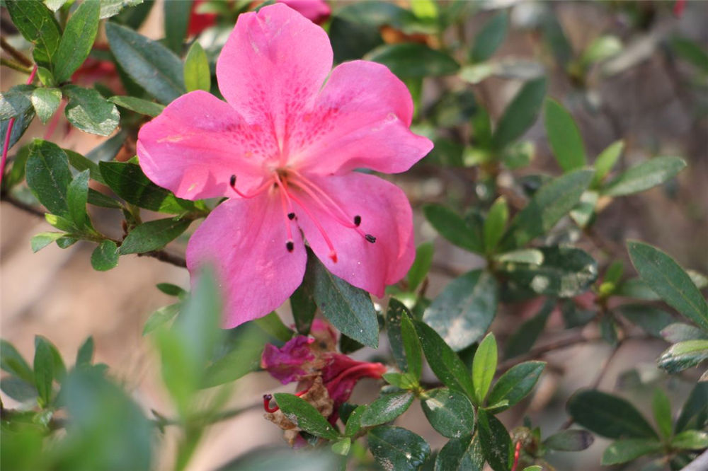 杜鹃花适合家里养吗 - 花百科
