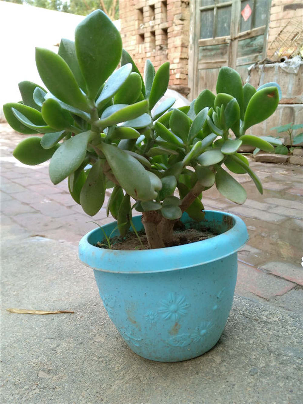 燕子掌如何扦插