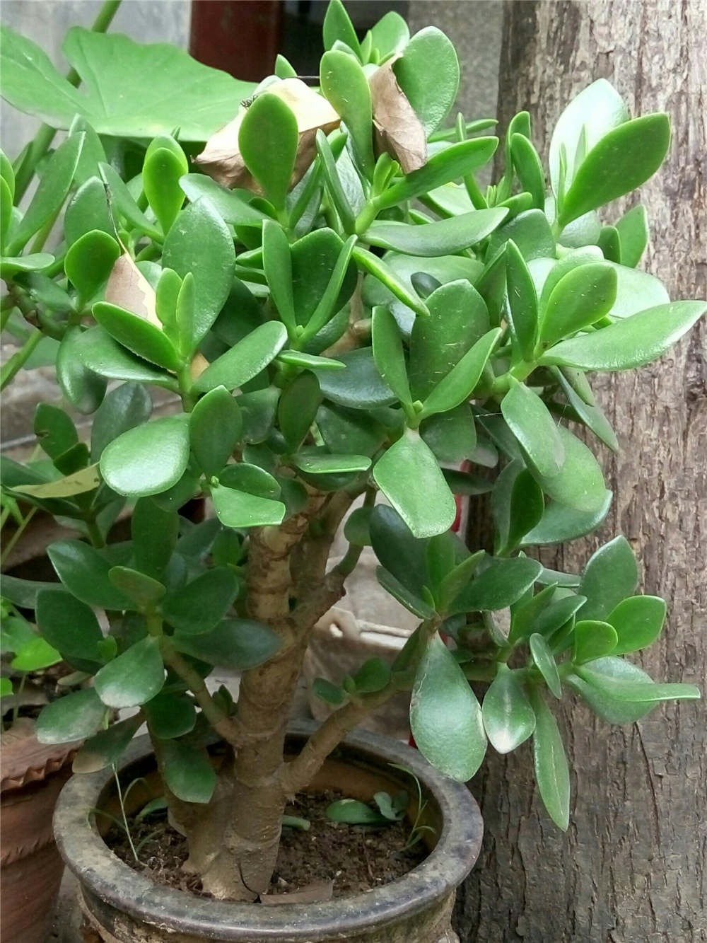 燕子掌可以放卧室吗