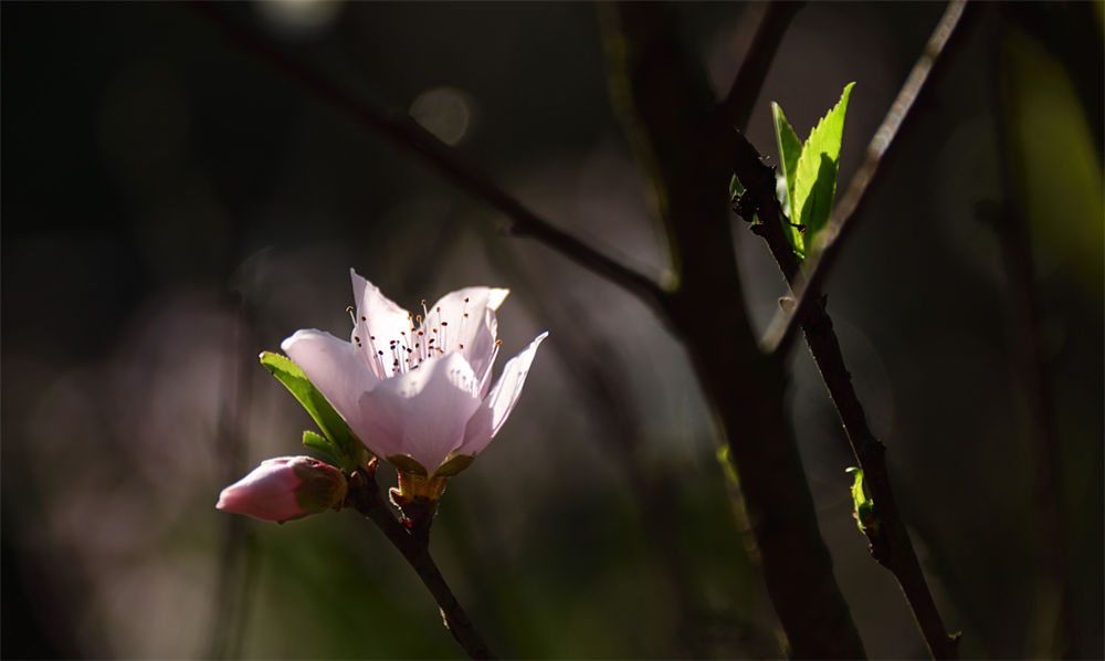 山桃花的功效与作用