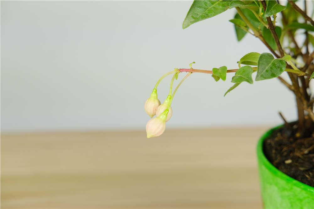 倒掛金鐘掉花苞怎么辦