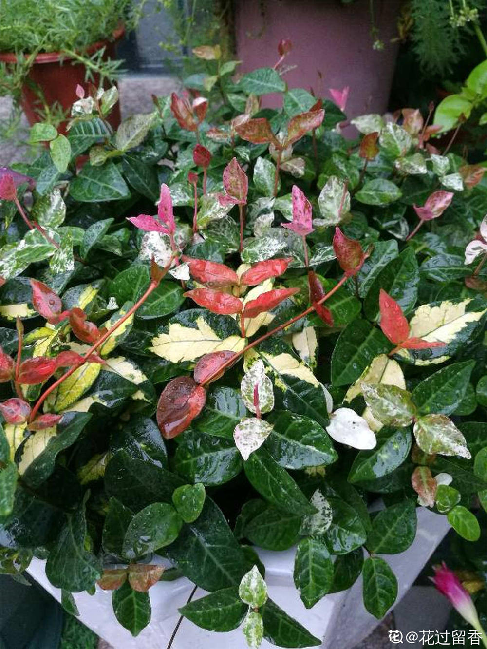 五彩络石如何养殖才开花