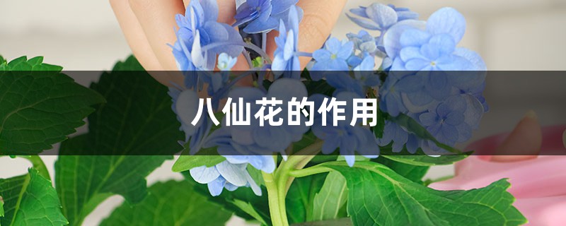 八仙花的作用 八仙花的作用