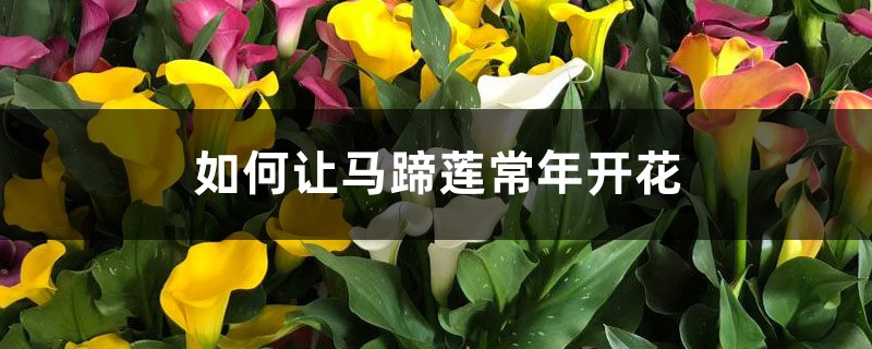 如何让马蹄莲常年开花 如何让马蹄莲常年开花