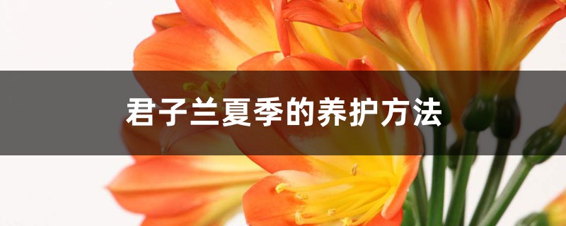 君子兰夏季的养护方法 君子兰夏季的养护方法