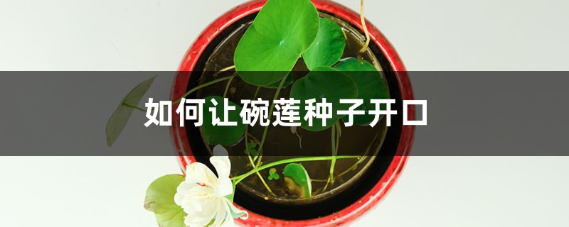 如何让碗莲种子开口 如何让碗莲种子开口