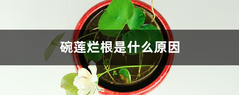 碗莲烂根是什么原因 碗莲烂根是什么原因