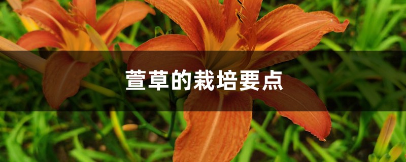 萱草的栽培要点 萱草的栽培要点
