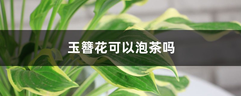 玉簪花可以泡茶吗 玉簪花可以泡茶吗