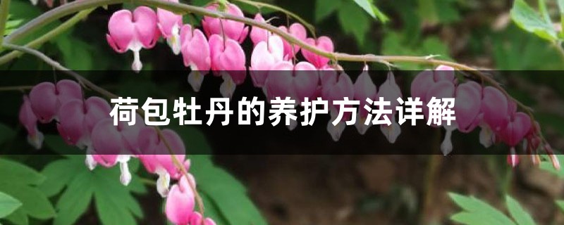 荷包牡丹的养护方法详解 荷包牡丹的养护方法详解