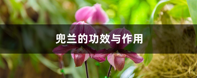 兜兰的功效与作用 兜兰的功效与作用