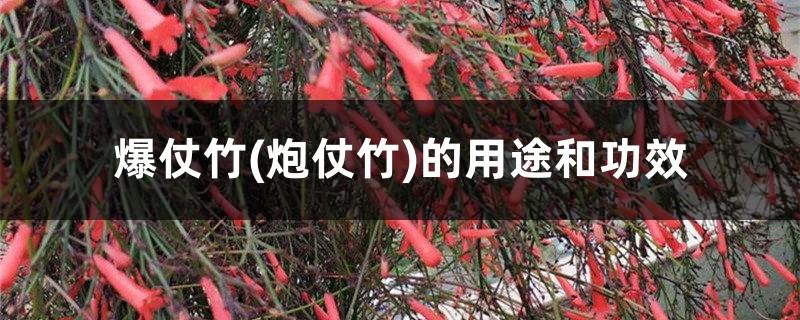 爆仗竹(炮仗竹)的用途和功效 爆仗竹(炮仗竹)的用途和功效