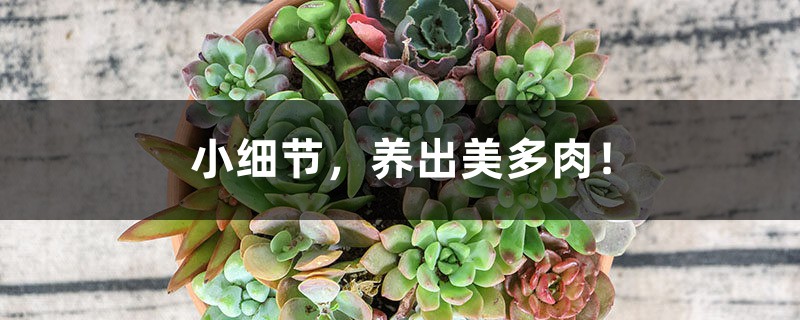 小细节,养出美多肉! 小细节,养出美多肉!