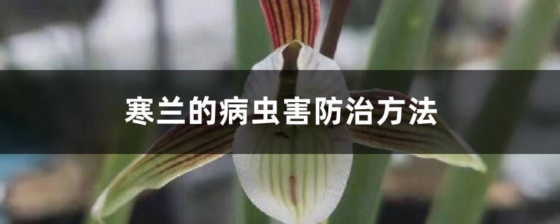 寒兰的病虫害防治方法 寒兰的病虫害防治方法