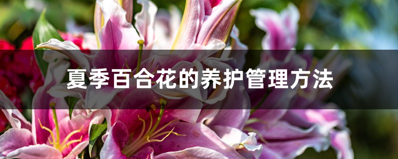 夏季百合花的养护管理方法 夏季百合花的养护管理方法