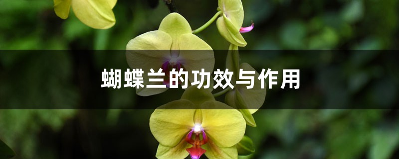蝴蝶兰的功效与作用 蝴蝶兰的功效与作用