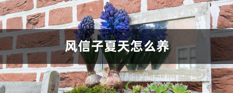 风信子夏天怎么养 风信子夏天怎么养