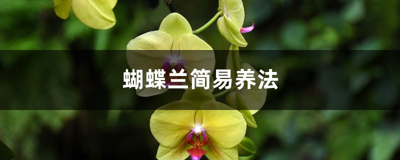 蝴蝶兰简易养法 蝴蝶兰简易养法