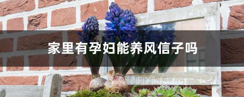 家里有孕妇能养风信子吗 家里有孕妇能养风信子吗