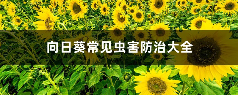 向日葵常见虫害防治大全 向日葵常见虫害防治大全