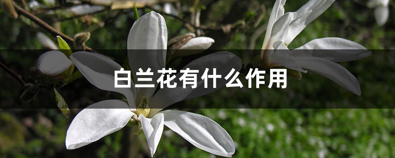 白兰花有什么作用 白兰花有什么作用