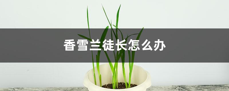 香雪兰徒长怎么办 香雪兰徒长怎么办
