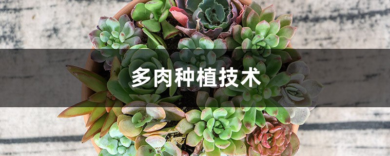 多肉种植技术 多肉种植技术
