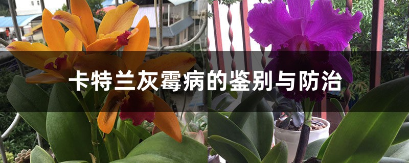 卡特兰灰霉病的鉴别与防治 卡特兰灰霉病的鉴别与防治
