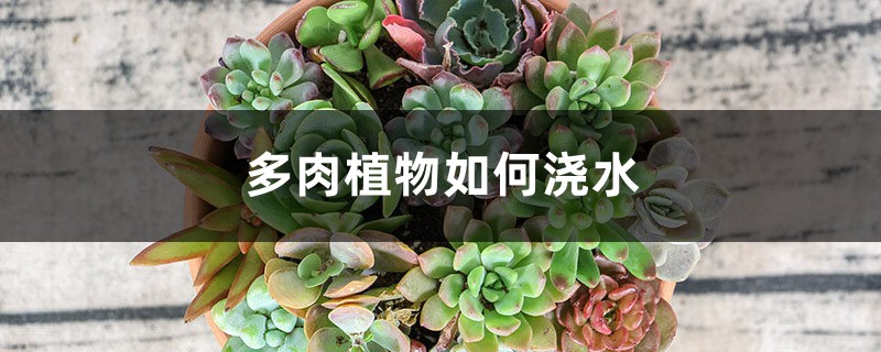 多肉植物如何浇水 多肉植物如何浇水