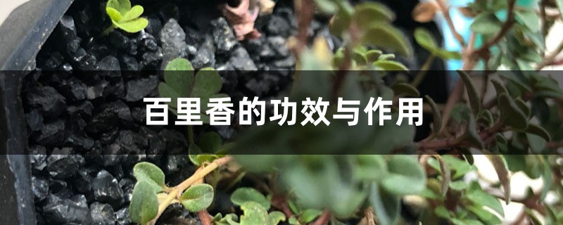 百里香的功效与作用 百里香的功效与作用