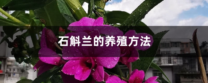 石斛兰的养殖方法 石斛兰的养殖方法