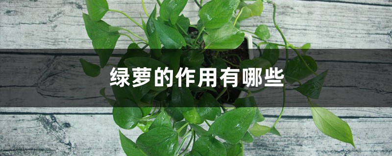 绿萝的作用有哪些 绿萝的作用有哪些
