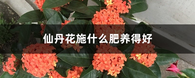 仙丹花施什么肥养得好 仙丹花施什么肥养得好