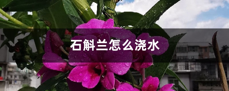石斛兰怎么浇水 石斛兰怎么浇水