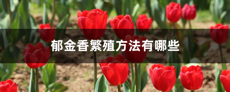 郁金香怎么繁殖 郁金香怎么繁殖